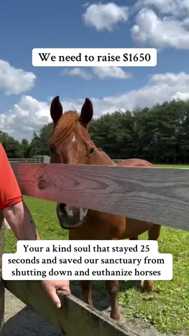We need to raise $1650🥹🐴