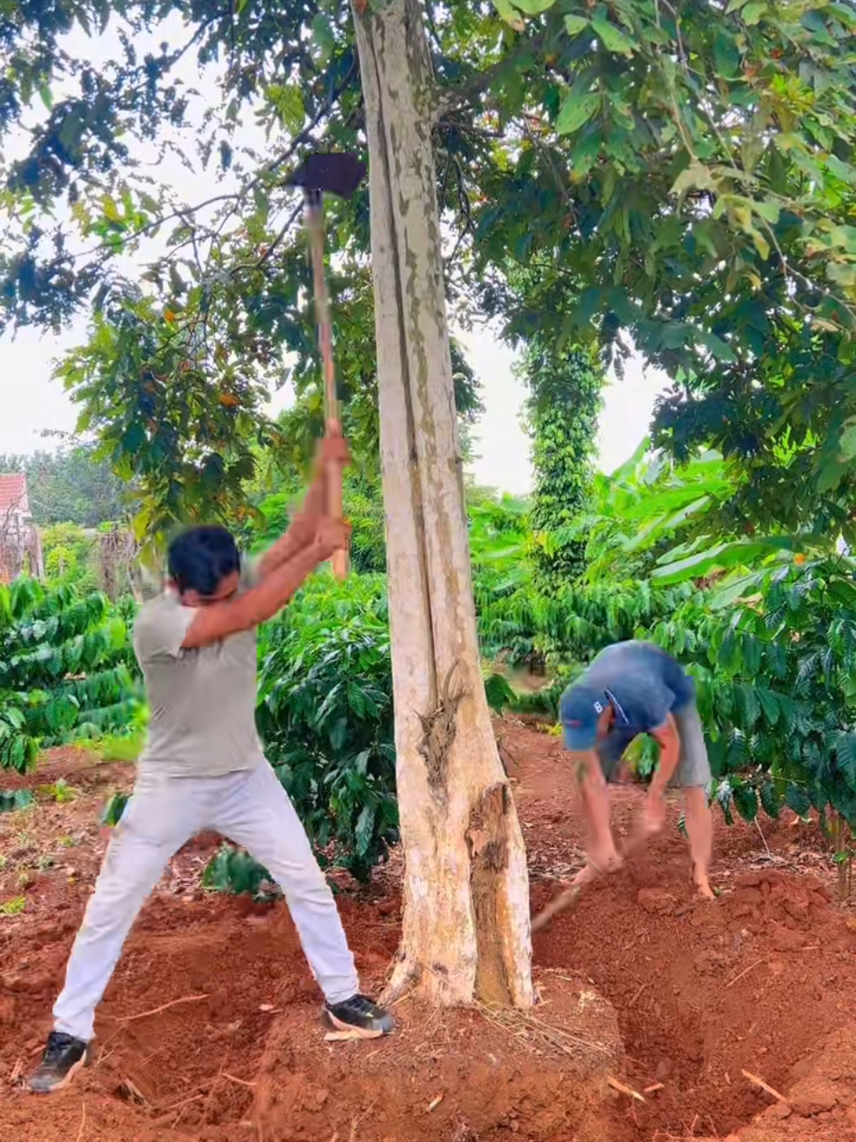 giáo cây bằng lăng cho anh khách#banglang #xuanbonsai #xuhuongtiktok #xuhuong #xhtiktok 