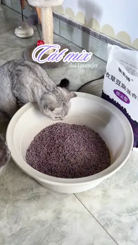 Mùi oải hương thơm nên át mùi mèo đi vs tốt lắm #thaoveque1 #catdatset #catdaunanh #catmix #chammeocon 
