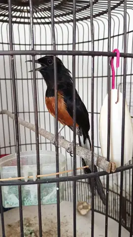 #murai_batu_indonesia  #murai_power #sudahlamatidakkegantangan  #murai_batu_medan #bahorok _louser