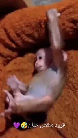 #بنت #البصرة #لايك_متابعه_اكسبلور 
