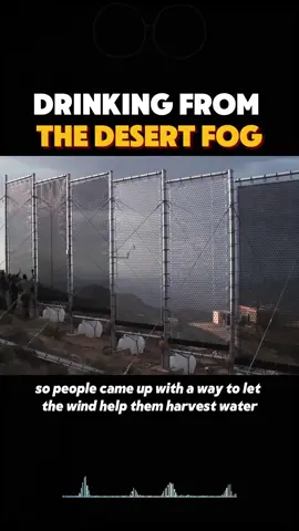Drinking from the desert fog #knowledge #water #usa🇺🇸 