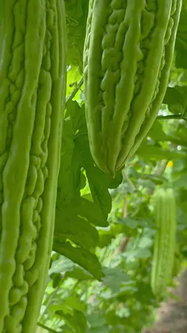 หา..กันจนเจอแล้ว ลองเอาไปใช้ดูนะ #แก็งหนูทำได้  #ปลูกมะระจีนยังไงให้ดกลดปัญหาไวรัสยอดแข็งยอดแหลมยอดไอ้โต้ง  #มิสเตอร์จ้าวไก่  #tiktokป้ายยาเกษตรชาวสวน  #เทรนวันนี้ 