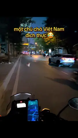 i was just trying to help, but it turned out that dog has vietnamese blood and he knows how to do it alone  #vietnam #pet #dog 