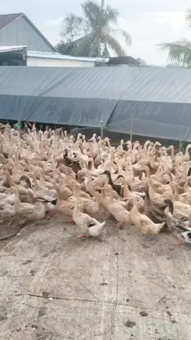 chờ 20 ngày nữa bén ngót đẻ lại liền kkkk 😝😝😝 @Thiên nhỏ @Lĩnh vịt 67... #xuhuonggggggg #xuhuong  