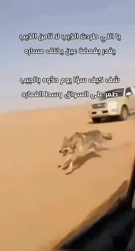 الذيب يقفز على السواق داخل غمارة السيارة 