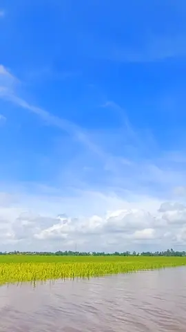 #tiktok #cầu cho trời bớt mưa # #mùa lũ miền tây ##