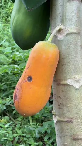 ผิวเหลืองทอง เนื้อแดง หวานเจี๊ยบ