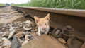 While waiting for the train to pass, I was preparing to go home, I accidentally saw this stray cat wandering on the train tracks with blind eyes and without hesitation, I adopted it #rescue #animals #cat #rescuekitten #fyp 