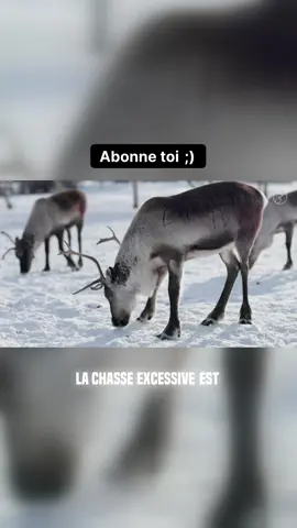 Découvrez les défis alarmants auxquels les animaux de Sibérie font face en raison des activités humaines et des changements climatiques. L'exploitation pétrolière pour la recherche de ressources a gravement perturbé l'habitat naturel des ours polaires, les mettant en danger d'extinction. Les loups gris, quant à eux, sont harcelés à cause de la compétition pour la nourriture, entraînant la mort de centaines d’entre eux chaque année. La déforestation et l’exploitation forestière réduisent la taïga, qui est essentielle pour des espèces emblématiques comme le tigre de Sibérie et l'ours brun. Le braconnage continue de représenter une menace, même si des efforts de conservation commencent à porter leurs fruits. La fragmentation de l'écosystème due à l'infrastructure routière et aux projets d’extraction perturbe gravement les migrations, menaçant ainsi toute une faune. Un regard poignant sur l’avenir fragile de cette région sauvage. 🌍🦁🐻🌲 #Sibérie #Conservation #FauneSauvage #ChangementsClimatiques #Préservation #viral #tiktokviral #explore #pourtoi #fyp