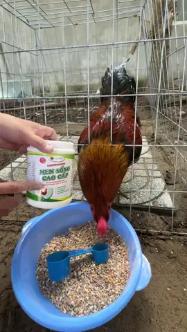 Men tiêu hoá giúp gà mau tiêu và hấp thụ dinh dưỡng tốt hơn