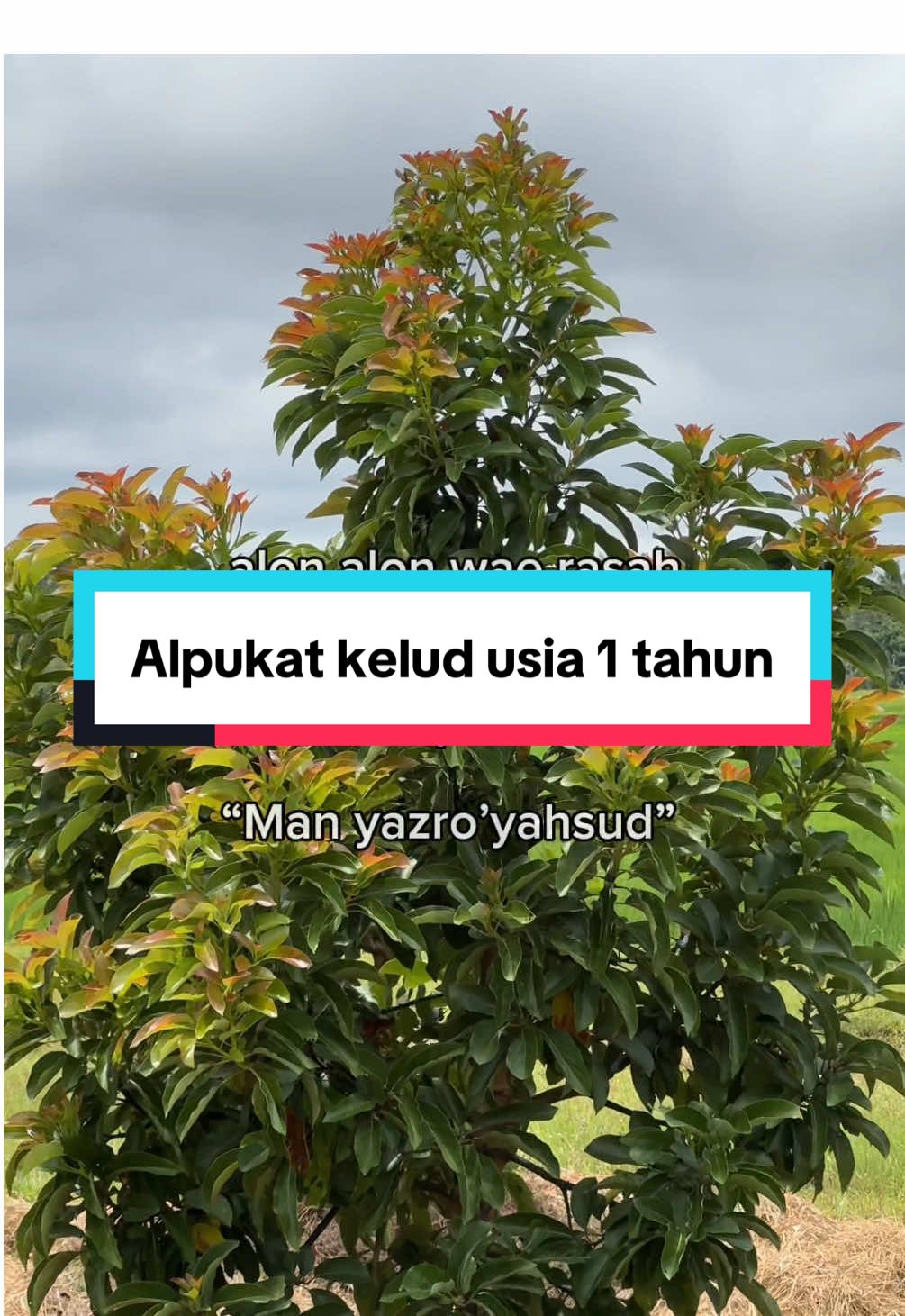 Alpukat Kelud usia 1 tahun pertumbuhan sangat bagus 🤲☺️ #alpukat#alpukatkelud#bibitalpukat#kebunalpukat#alpukatpremium 