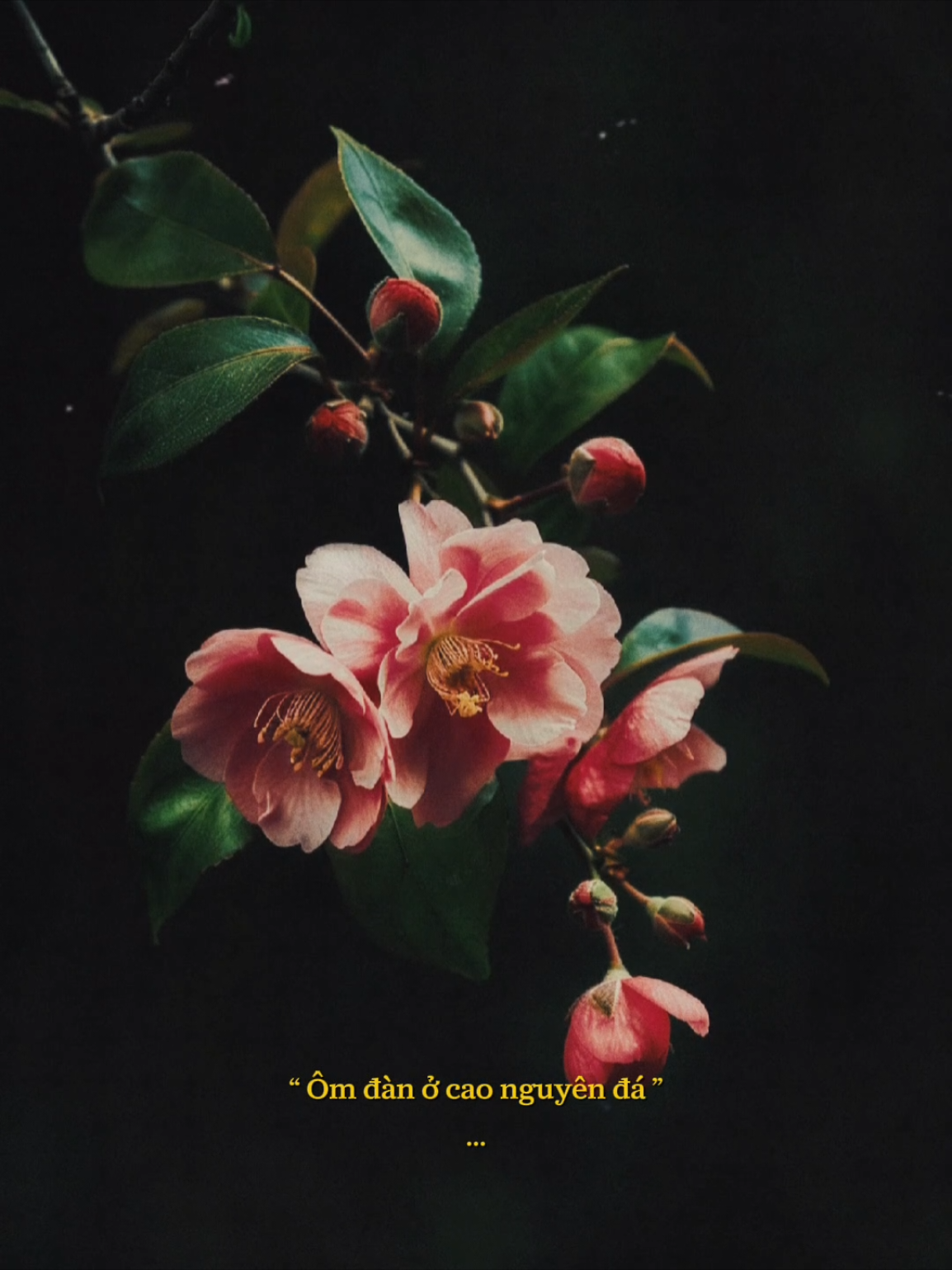 Giống như em giống như anh mắc kẹt ở tuổi 20... #tancalivesession #tanca #betband #vieentmusic #nhachaymoingay 