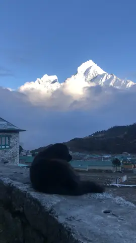 Kukur ta yah view enjoy gardai xa aba tapai haru chai khaile ho awnay 😃 #view #khumbu #village #fyp #viral 