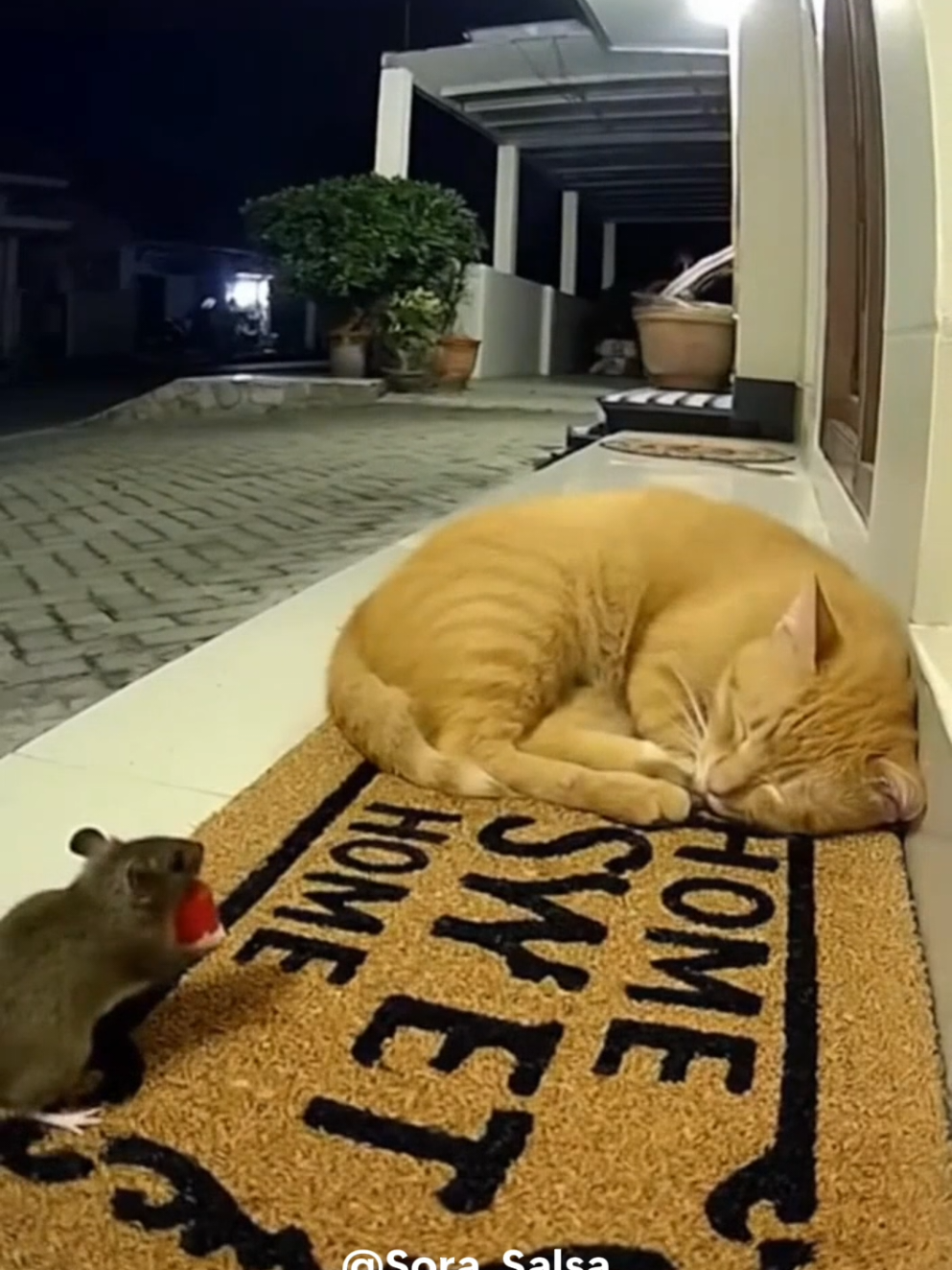 Tom and Jerry di dunia nyata 🤣episode -001 #AI #cat #fypindonesia #tomandjerry #videokucinglucu 