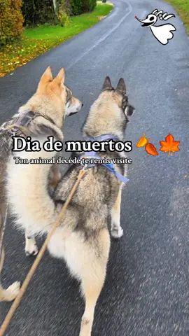 27 octobre ❤️ . Nos chiens rentrent a la maison.  . #diademuertos #coco 