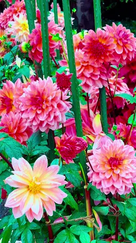 #ダリア美しい花景色  なばなの里#Beautiful  Scenery In Mie Japan 