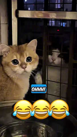 Wait for it😂😂😂#dogsoftiktok #voiceover #fyp #fypシ #catsoftiktok 