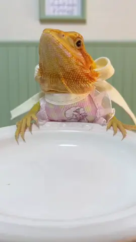 #cute #pets #nanasmartgecko 