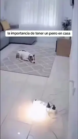 🥺 #humor #fyppppppppppppppppppppppp #fyp 