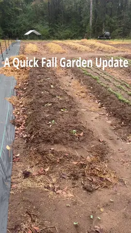 Just a little update on the fall garden. #homesteading #regenerativeagriculture #bondedfields #fyp #fypシ 