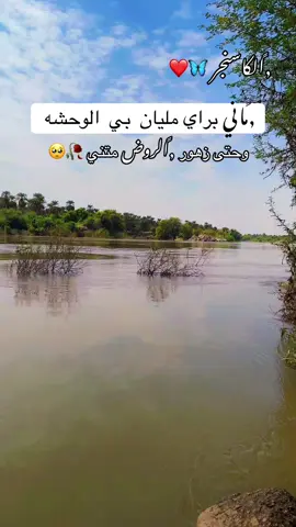 ماني برأي مليان بي الوحشة 🥺 #اغاني_شوايقه_طمبور  #عثمان_عبدالعظيم💜💜💜💜  #الولايه_الشماليه🌴💚  #حفيد_الملوك 