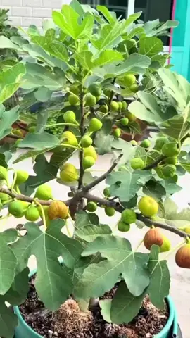 benih stek buah tin benih pohon tin bibit cangkok buah tin #buahtin #stek #pohon #cangkok #benih 