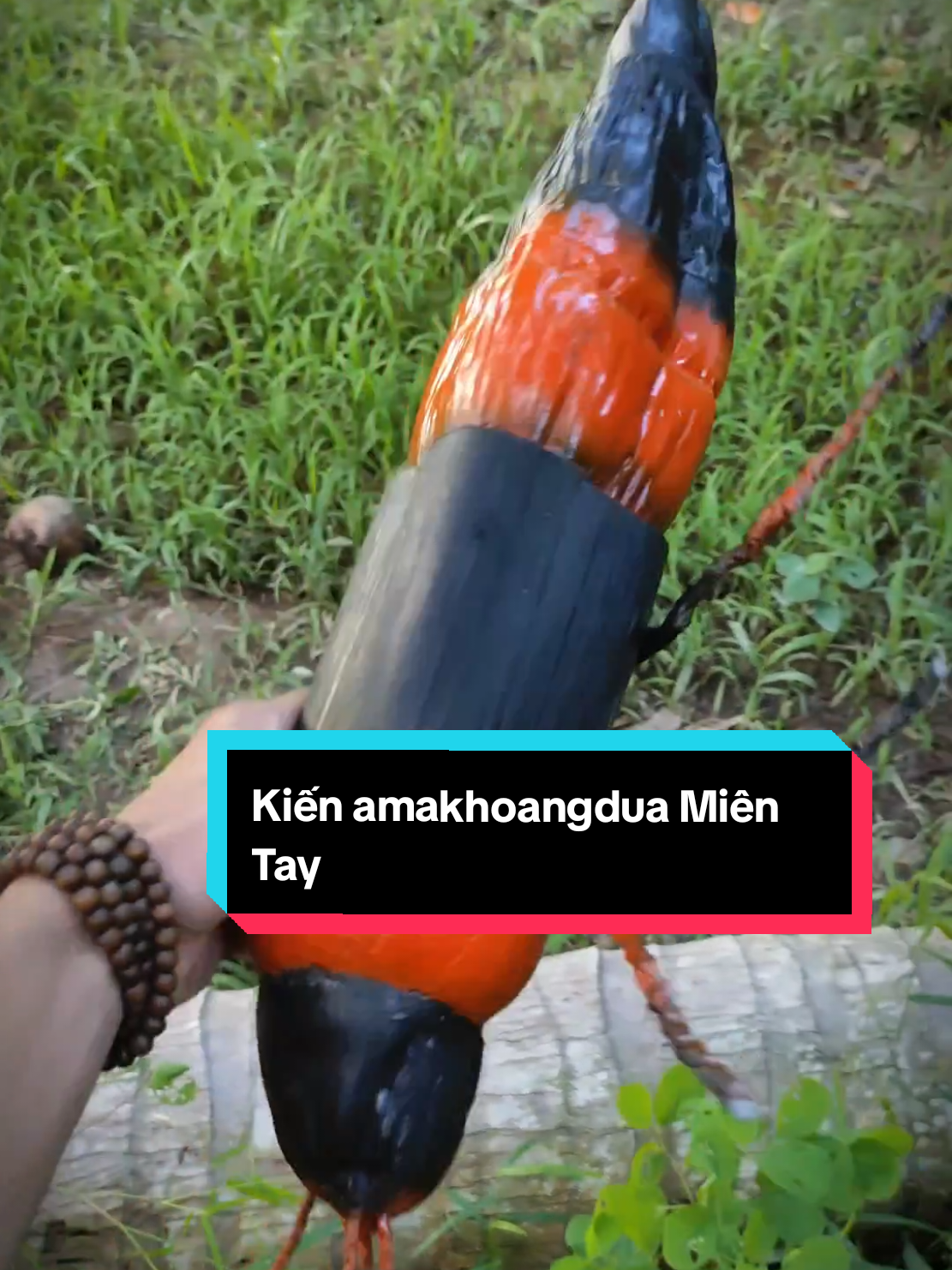 Miền Tây nhiều con độc lạ. Ủa nhầm, lạ mà độc. Xem xong hết dám đòi về Miền Tây chơi.kk #mientay #kiến #dừa #xuhuong 