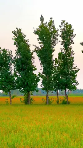 #میرا۔سوہنا۔پنڈ۔ٹھٹھہ۔ضلع۔قصور۔🌾🌲🌱🍂 #AdeelJaat #unfreezemyacount #donotunderreviewmyvideos 