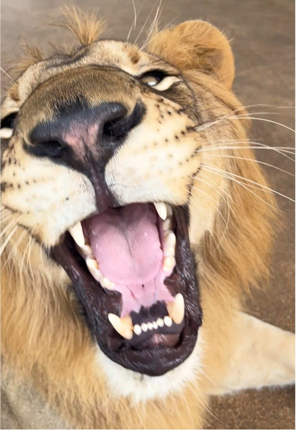 เรดาร์รับสัญญาณ ☺️#สิงโต #lion #สัตว์เลี้ยงtiktok #สัตว์เลี้ยงน่ารัก #fyp 