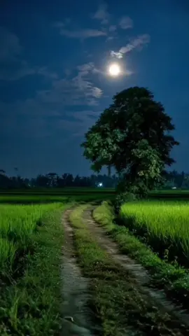 #livewallpaper #naturevibes #scenery #peace #calm 