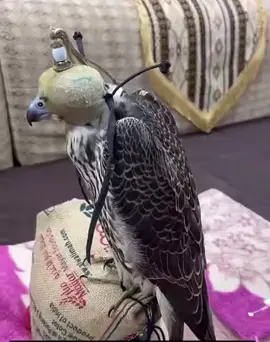 #هاشتاق #الشعب_الصيني_ماله_حل😂😂 #اكسبلورexplore #السعودية #ترند 