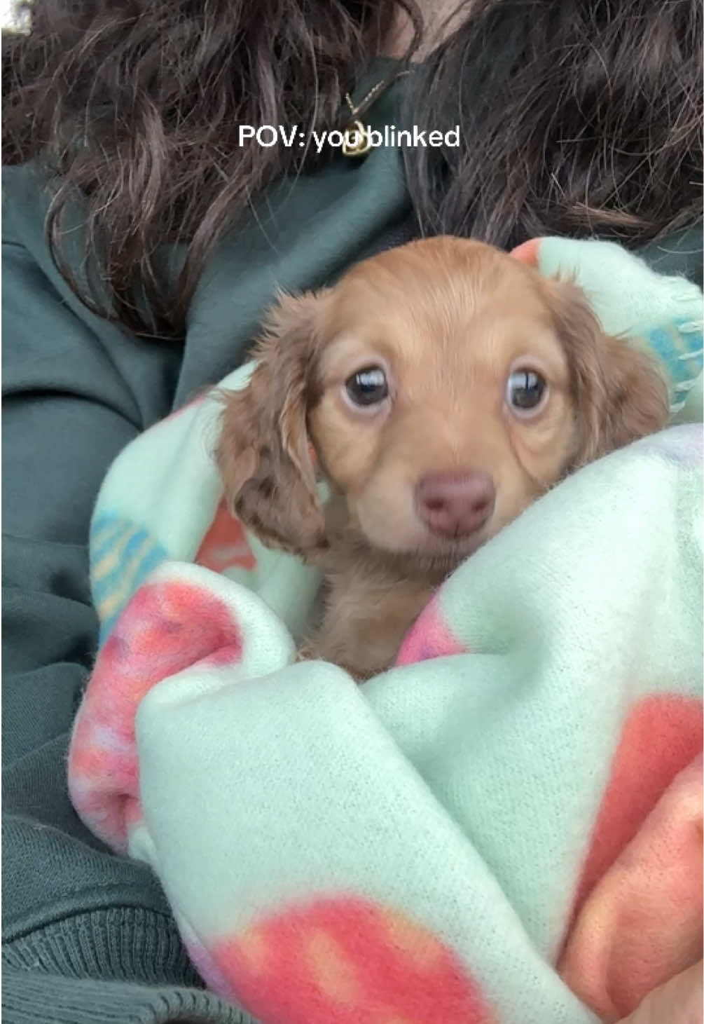 From baby gerbil to baby puppy😭 7 weeks to one year old🥺❤️ #dachshund #dachshundpuppy #dachshunds #puppy #minidachshund 