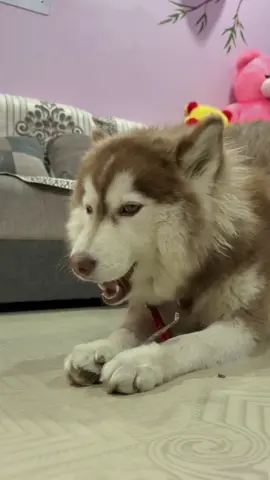 Customer update #huskynepal #hkynepal #siberianhusky #qualitymatters #dogfood 