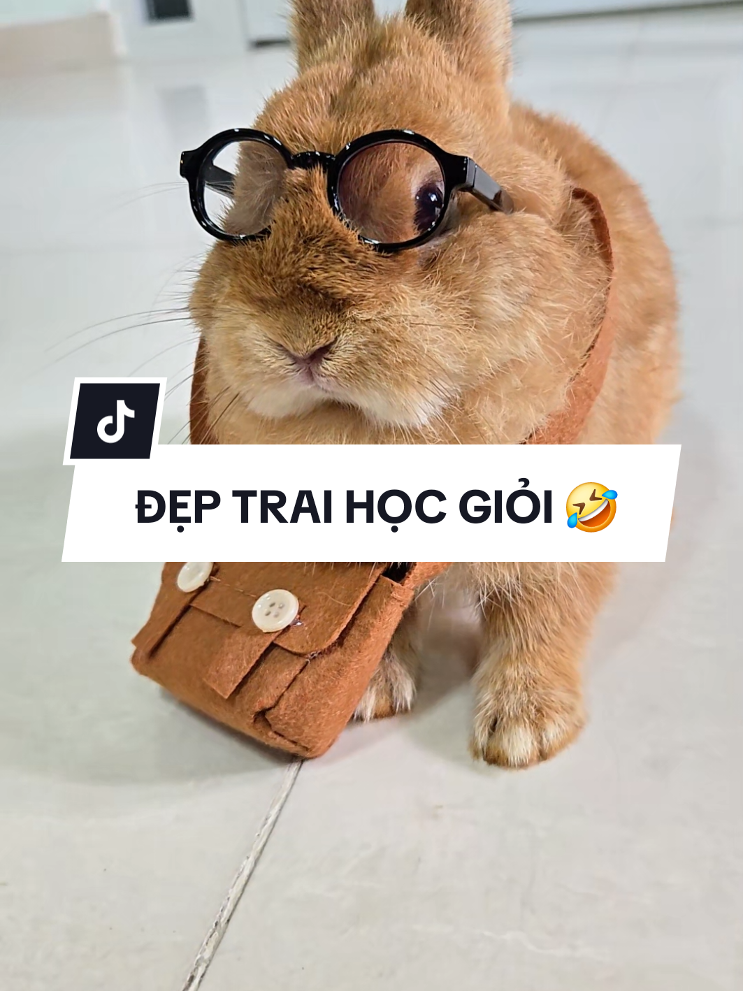 Đẹp trai, học giỏi là anh đây chứ ai 🤣 #thohalanlun #rabbit #bunny #tho #ND 