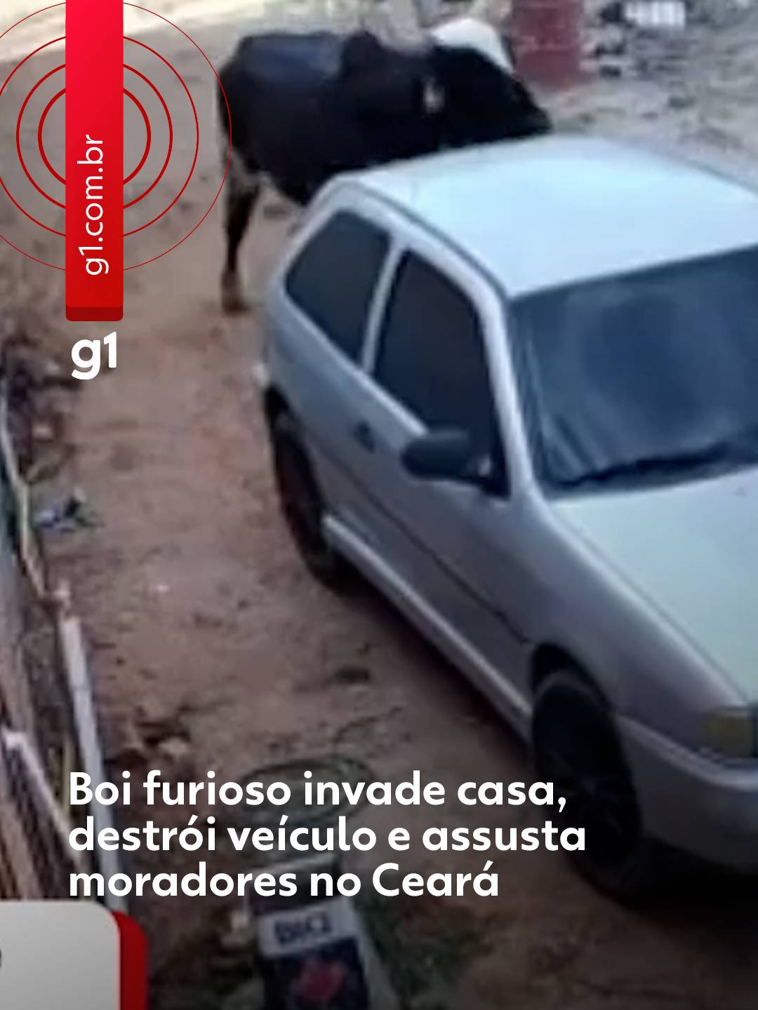 Ceará - Um boi descontrolado invadiu uma casa na zona rural de Juazeiro do Norte e assustou os moradores neste fim de semana. Um vídeo da câmera de segurança mostra o momento em que a família percebe a chegada do animal. Um adulto e duas crianças começam, então, a gritar e se esconder. O boi chega em alta velocidade e empurra um carro com os chifres. Em seguida, ele move um carretel de madeira que estava encostado em uma parede. Os donos do carro mostraram que o veículo ficou completamente destruído após o incidente, com janelas quebradas e retrovisor arrancado. O animal também fez estragos dentro da casa da família, e quebrou a porta de vidro da entrada. Conforme familiares que sofreram perseguição do animal, o boi fugiu do cercado, onde estava com outros animais. Clique em 'leia o artigo' para ler a reportagem completa. #ceará #boi #juazeirodonorte #g1local #g1 #tiktoknotícias
