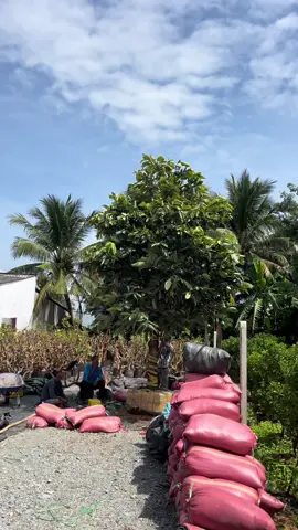 Hồng Nhung cây to khổng lồ #phuccayantrai #hongnhung 