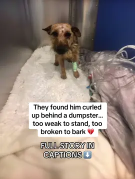 When rescuers first saw him, he didn’t move.  He just lay there, trembling — his body covered in bruises and dried blood.  Every bone showed. Every breath hurt. 💔 No collar. No tag.  Just a nameless stray who had learned the hard way that not all humans are kind. They called him Luka.  And when they lifted him onto the stretcher, he didn’t fight.  He just looked up at them — scared, but still hoping this time would be different. The vet said he’d been beaten.  Days without food. Infections setting in.  They didn’t know if he’d make it through the night. But Luka… he wasn’t ready to give up.  Day after day, the volunteers sat beside him, whispering, “You’re safe now.”  And slowly — his tail began to move. Just a tiny wag. Warm meals. Gentle baths. Soft blankets.  And soon — TAILY COLLAGEN was added to his food to help his wounds and joints heal faster. 🌿✨ Week by week, the change was incredible:  🐾 His fur started to grow back, soft and white.  💪 His legs grew strong enough to walk again.  ❤️ And that broken spirit… turned into pure joy. The first time he barked, the whole shelter cried.  It wasn’t just a sound — it was his way of saying, “I made it.” 🥹 Today, Luka is unrecognizable.  He runs. He plays. He trusts again.  Because someone cared — and because healing doesn’t just happen on the outside. Every rescue deserves that chance.  And TAILY COLLAGEN helps make those comebacks possible. 🐶💖 🛒 Vet-trusted. Rescue-approved. Available now on Amazon. #dogsoftiktok #rescuedog #usa #tailycollagen #dogrehab 