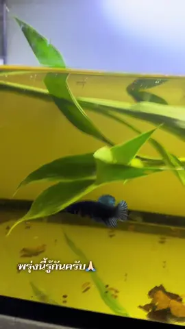 5k-10kผมติดให้ครับพรุ่งนี้รายงานผล😊💸🤏🏻💯🩸#นักรบใต้น้ํา💸 #ปลากัดมาเลย์ลูกนอก🇲🇾 #ปลากัดนักสู้ #ฟีดดดシ 