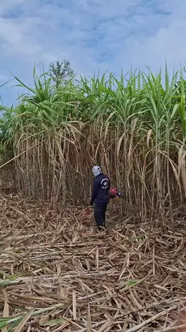 ตัดจั่งใด๋กะได้ตั้วอ้อยกะของ😄 #วัยรุ่นป่า