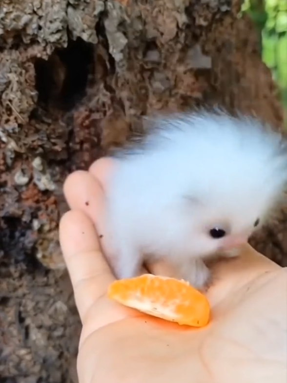 #tupai albino  lama lain apa ya gaes 