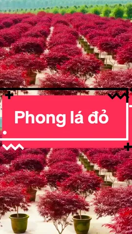 Phong lá đỏ chuẩn Nhật #nhavuonnamvan #c #câycảnh #p #phonk 