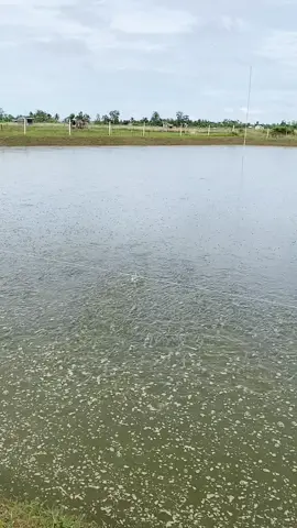 Trời chở chướng mọi người nên lưu ý nhé. #aivicakeo79 #thuysan #bạclieu94 ##kinhnghiemnuoicakeo #cakeo 