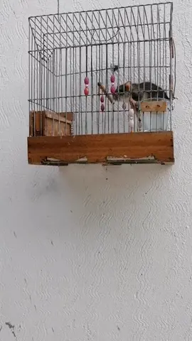 #chardonneret #الحسون #mo9nin🐦💕 