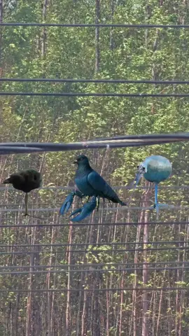 #Meme #MemeCut #CapCut 