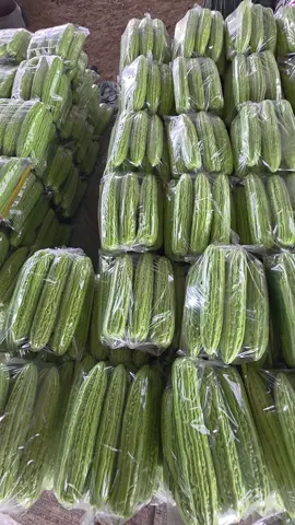 ทำไมหลายสวนที่ใช้ถึงไม่อยากบอก #แก็งหนูทำได้  #ปลูกมะระจีนยังไงให้ดกลดปัญหาไวรัสยอดแข็งยอดแหลมยอดไอ้โต้ง  #มิสเตอร์จ้าวไก่  #tiktokป้ายยาเกษตรชาวสวน  #เทรนวันนี้ 