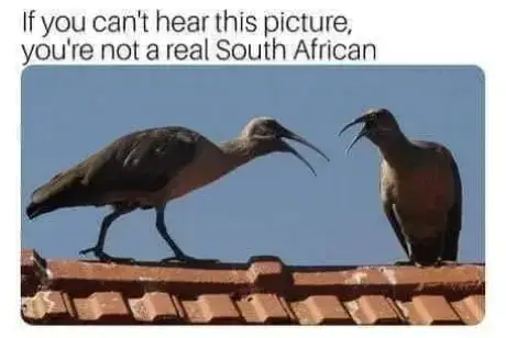 Why bother setting an alarm when you have a Hadeda that thinks 4:30 AM is the perfect time to remind the world it exists?