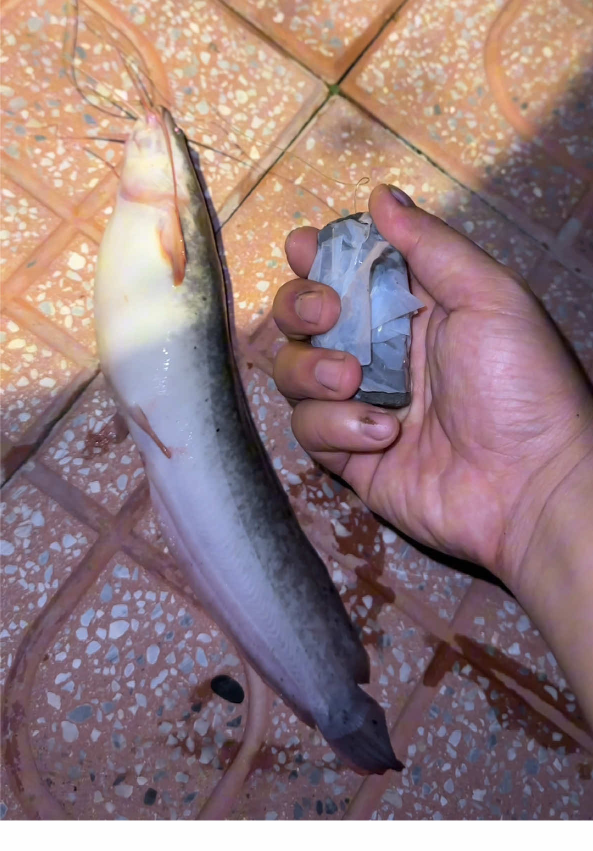 Điểm câu cá ăn liên tục #anfishing1610 #cauca #fish 