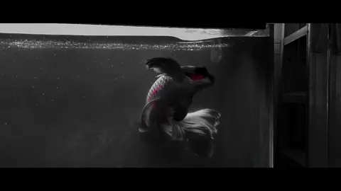 Một chút huyền ảo bác nào thích màu này không có sz nhỏ nhé #chepphitan #cachepphitan #phitando #phitanmeodo 