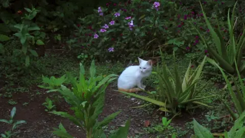 “đưa em về nhà, ôm mèo và ngắm hoa” #fypシ 